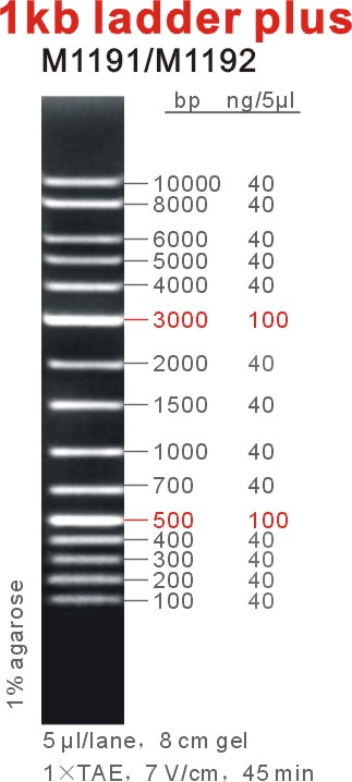 DNA Marker 1kb ladder plus（M1191-M1192）.jpg